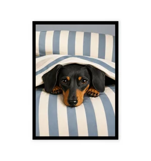 Dachshund under a blanket print